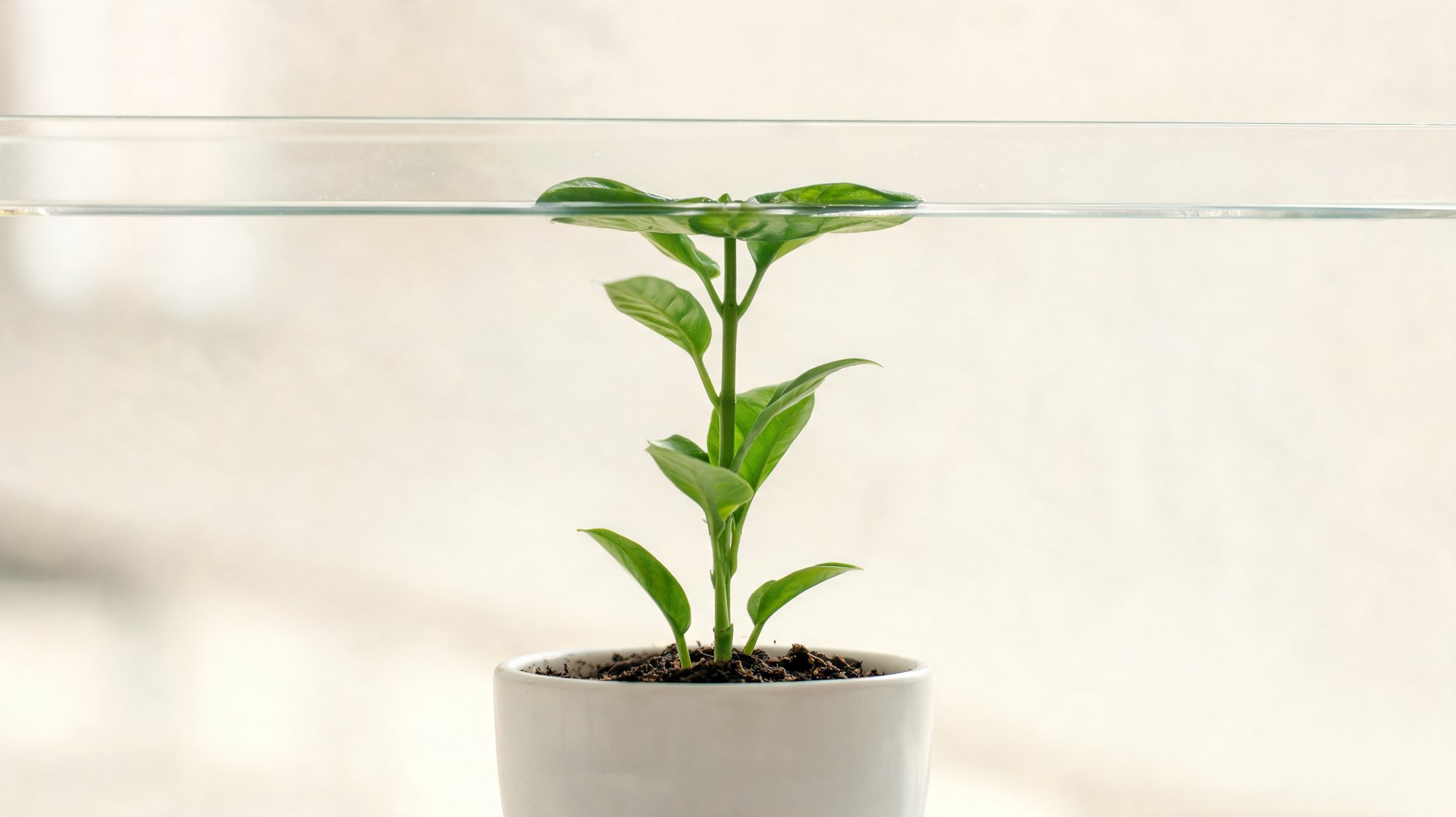 A small potted plant pressing against a glass ceiling, symbolizing a growing store hitting a limit